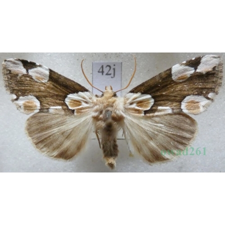 Thyatira batis (Linnaeus, 1758) Plamówka malinówka Czech42j